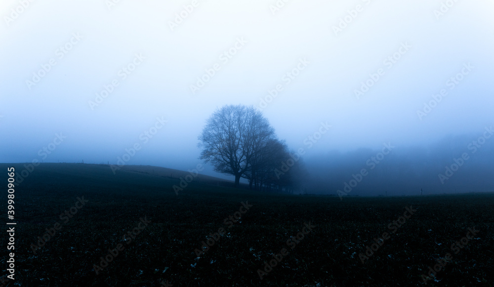Tree on the foggy field