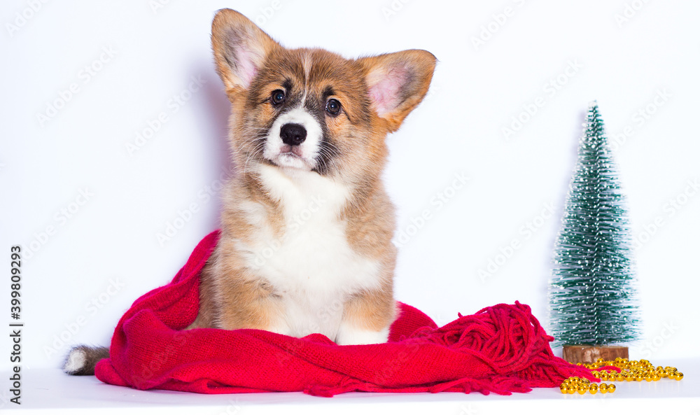 welsh corgi puppy on a red blanket welsh corgi puppy on a red blanket