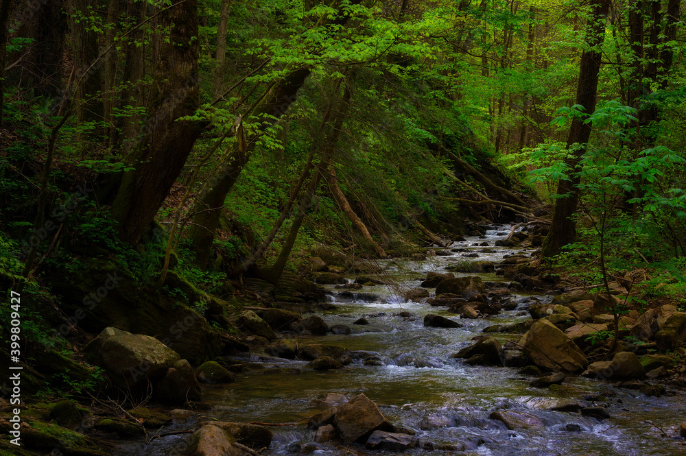 Creek flowing through shady forest Creek flowing through shady forest