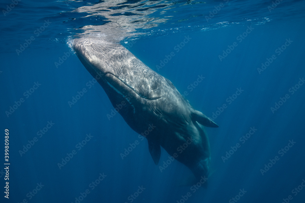 Fototapeta premium Sperm whale underwater