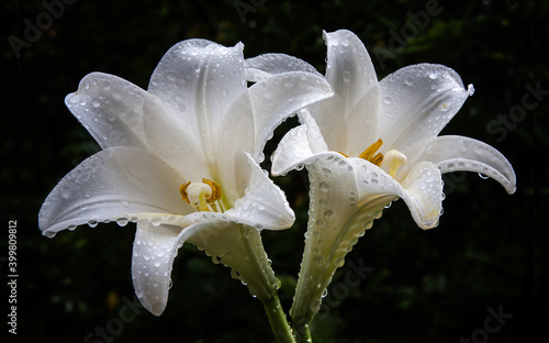 Pair white lilies photo