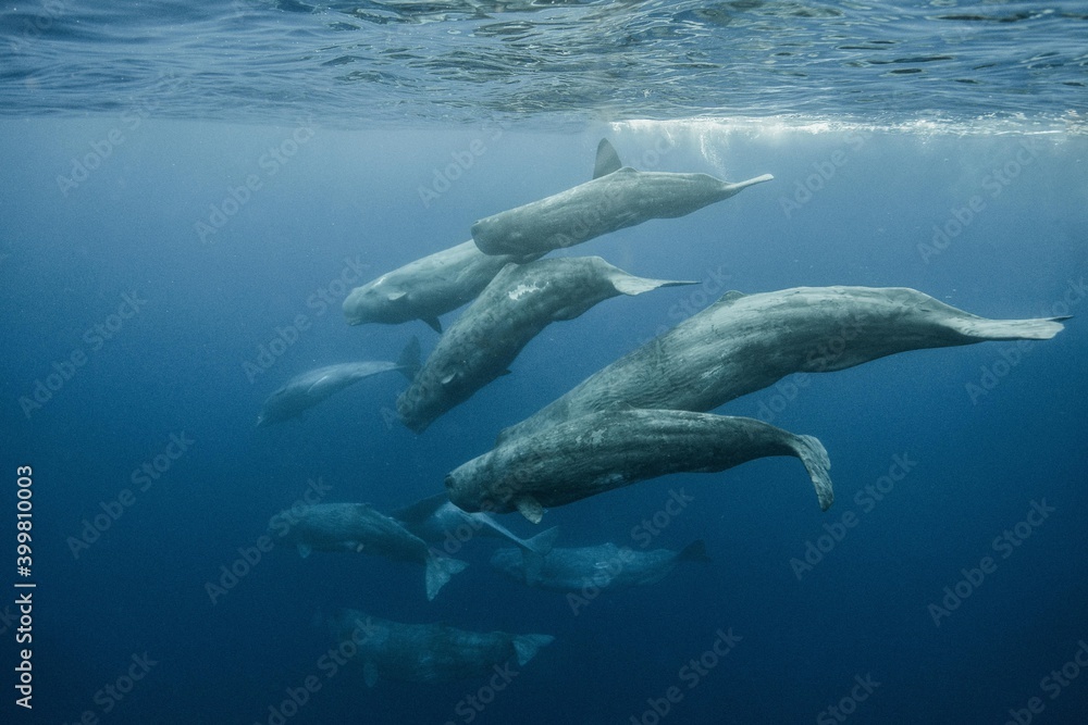 Sperm whale underwater Sperm whale underwater