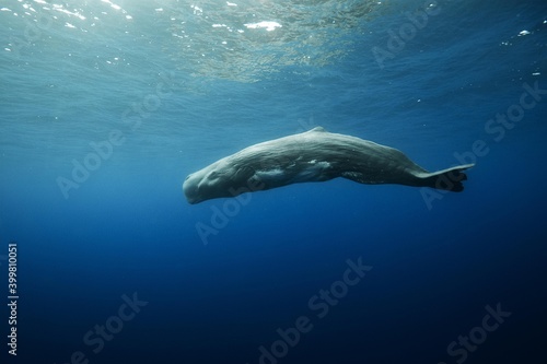 Sperm whale underwater photo
