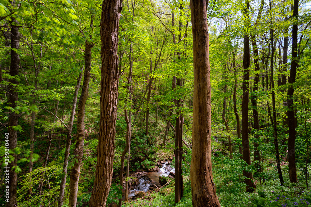 Creek flowing through lush spring forest Creek flowing through lush spring forest