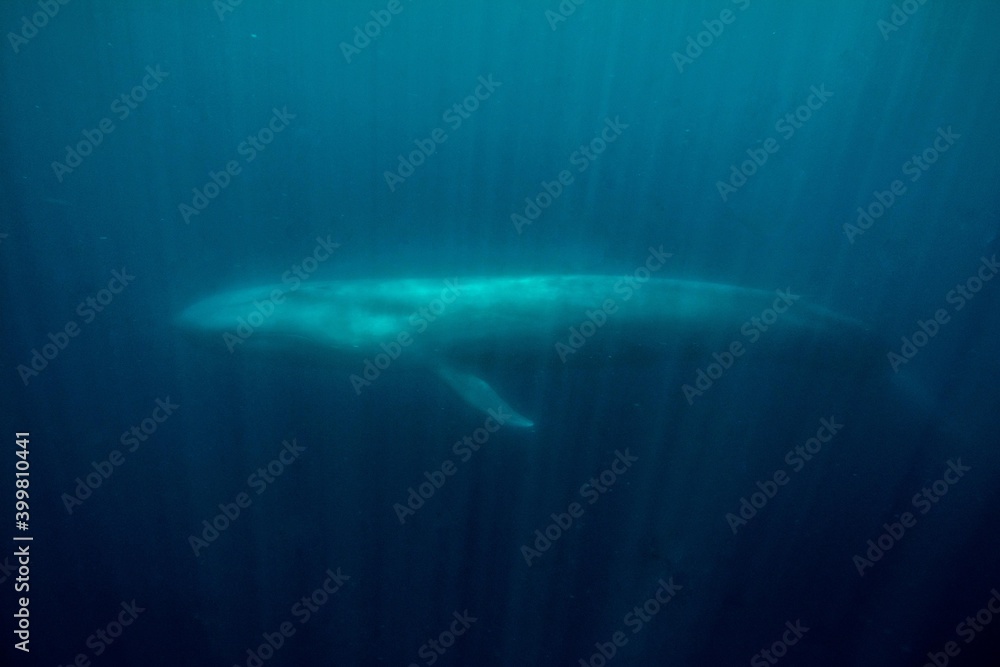 Fototapeta premium Blue whale underwater