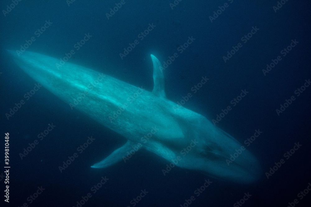 Naklejka premium Blue whale underwater