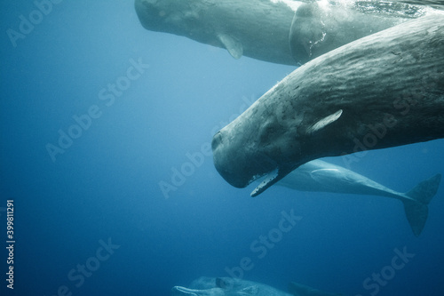 Sperm whales underwater