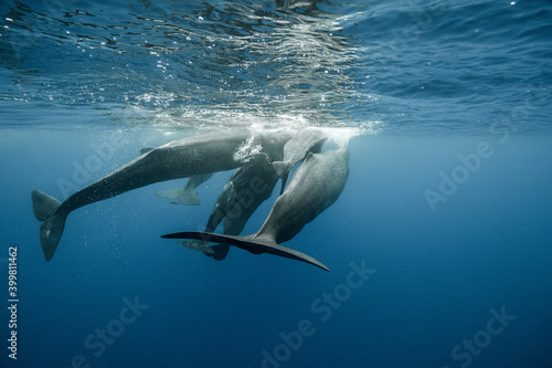 Sperm whales underwater © Stanislav