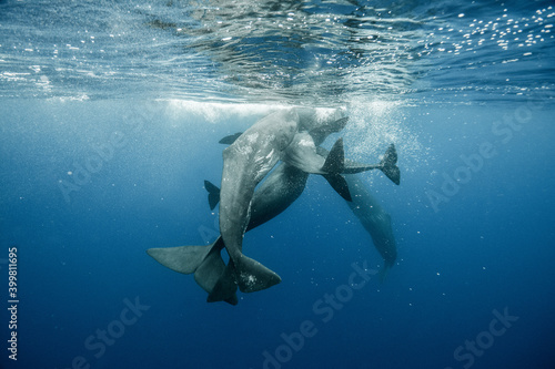 Sperm whales underwater