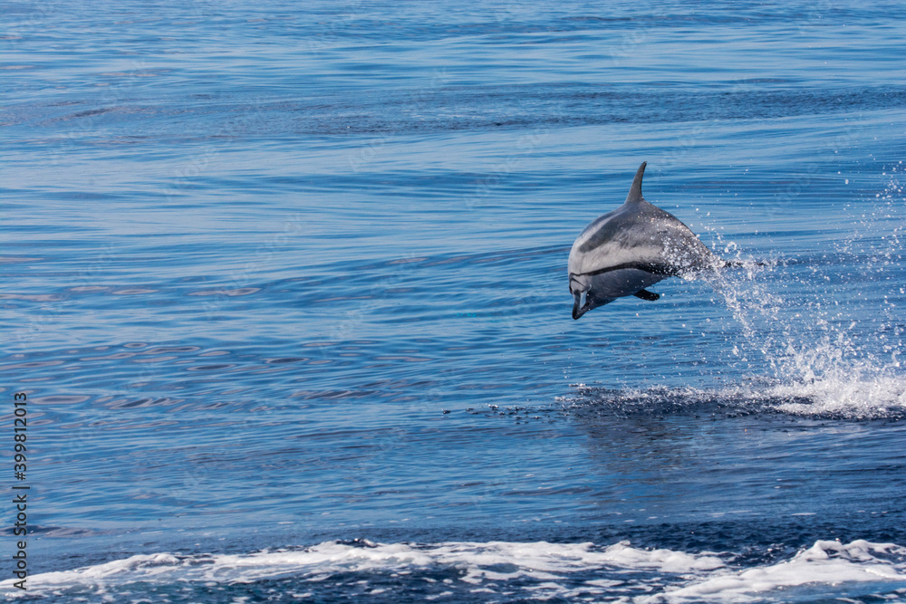 Obraz premium Dolphins breaching