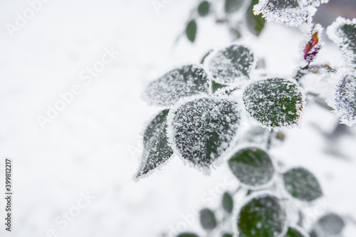 Frost on green leaves © Michael