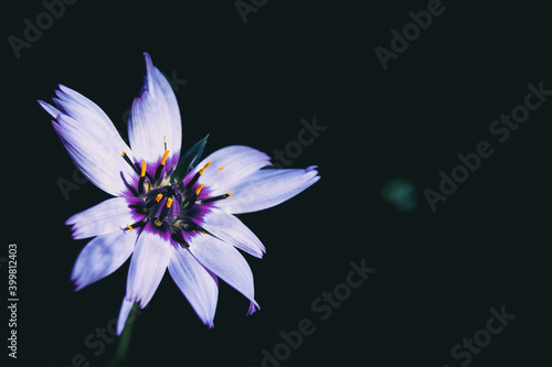 Fototapeta Naklejka Na Ścianę i Meble -  lilac catanache flower on a dark background with space for text