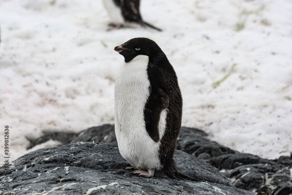 Naklejka premium Penguins colony