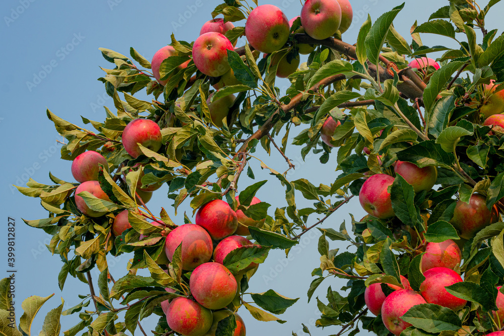 Apple tree agriculture during apple picking season