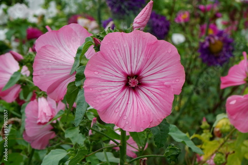 Pink Lavatera trimestris flowers 'Tanagra' grow in the garden after rain in summer.