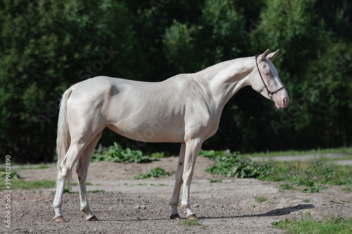 Beautiful cremello horse with a long white mane stands on natural summer background, profile side view, exterior 