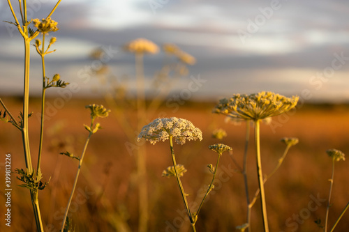 Field flowers 