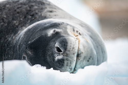 Leopard seal on the ice