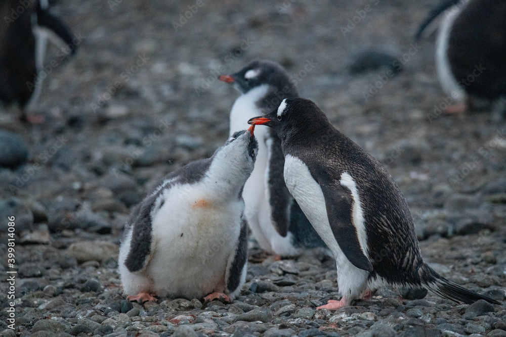 Naklejka premium Penguins in Antarctica