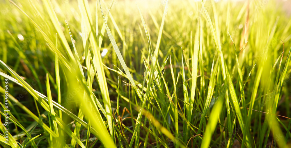 Obraz premium Natural green eco sunny background with grass and light spots. Close-up view on the fresh green grass in the sunny morning.