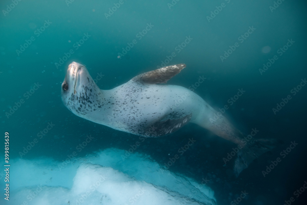 Obraz premium Leopard seal underwater in Antarctica