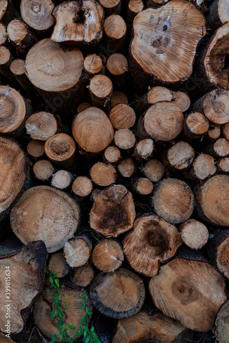 Stacked logs in a lumberyard
