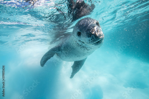 Photography Leopard seal underwater in Antarctica