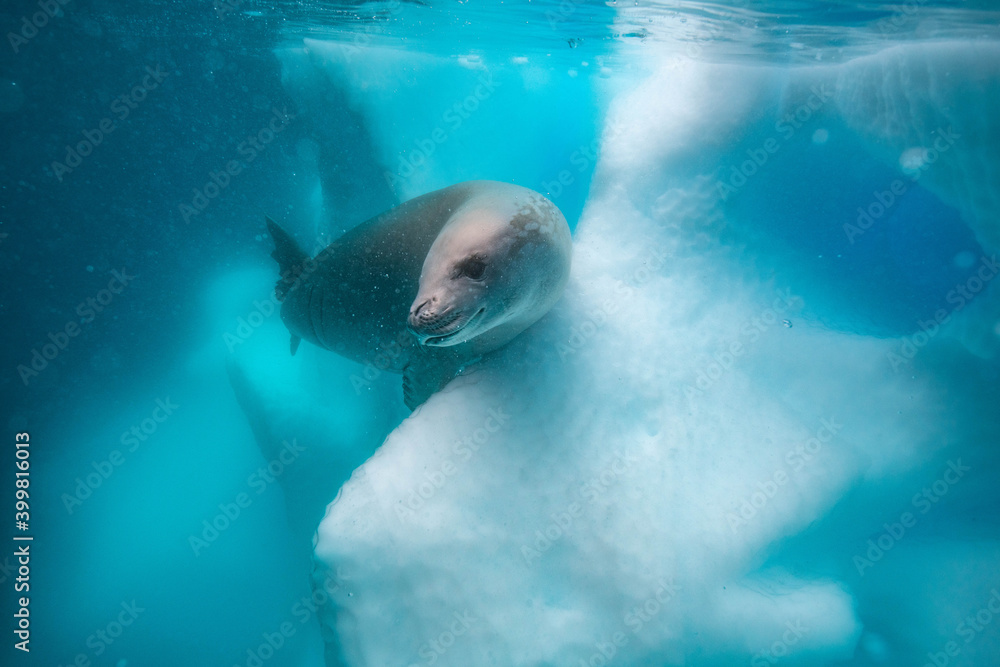 Obraz premium Crabeater seal underwater