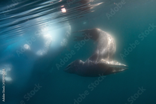 Leopard seal underwater © Stanislav