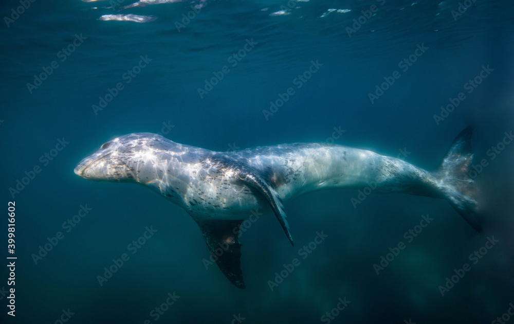 Naklejka premium Leopard seal underwater