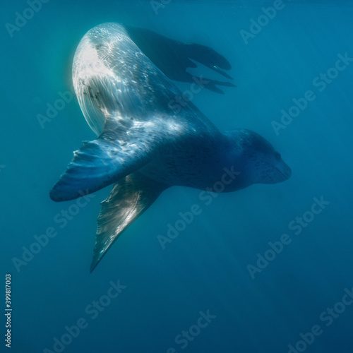 Leopard seal underwater