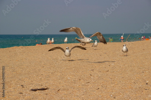 Seagulls fly over the sea sand