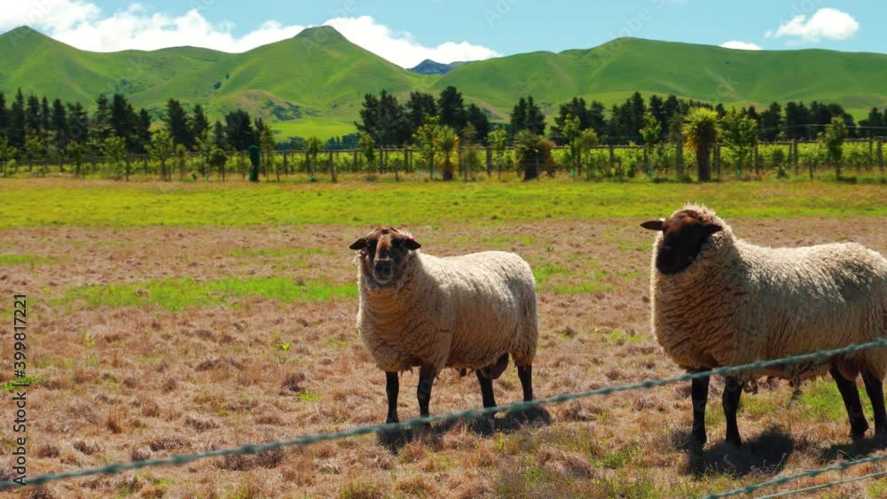 Sheeps standing in the countryside of New Zealand with a beautiful green mountain behind. Sheeps standing in the countryside of New Zealand with a beautiful green mountain behind.