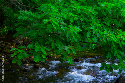 Flowing water over river rocks under green leaves of tree branches
