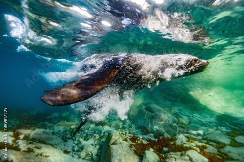 Fur seal underwater © Stanislav
