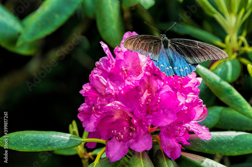 Butterfly on a pink Catawba Rhododendron photo