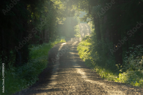 Road in the forest.