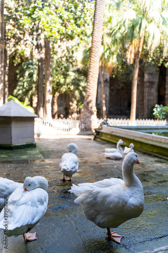 Group of white geese in medieval historic courtyard of church in Barcelona
