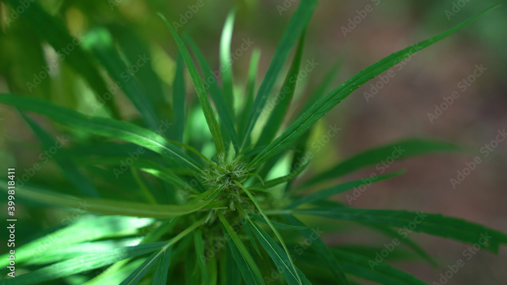 Outdoors Cannabis, Marijuana Plants. Thailand tropical area. Outdoors Cannabis, Marijuana Plants. Thailand tropical area.