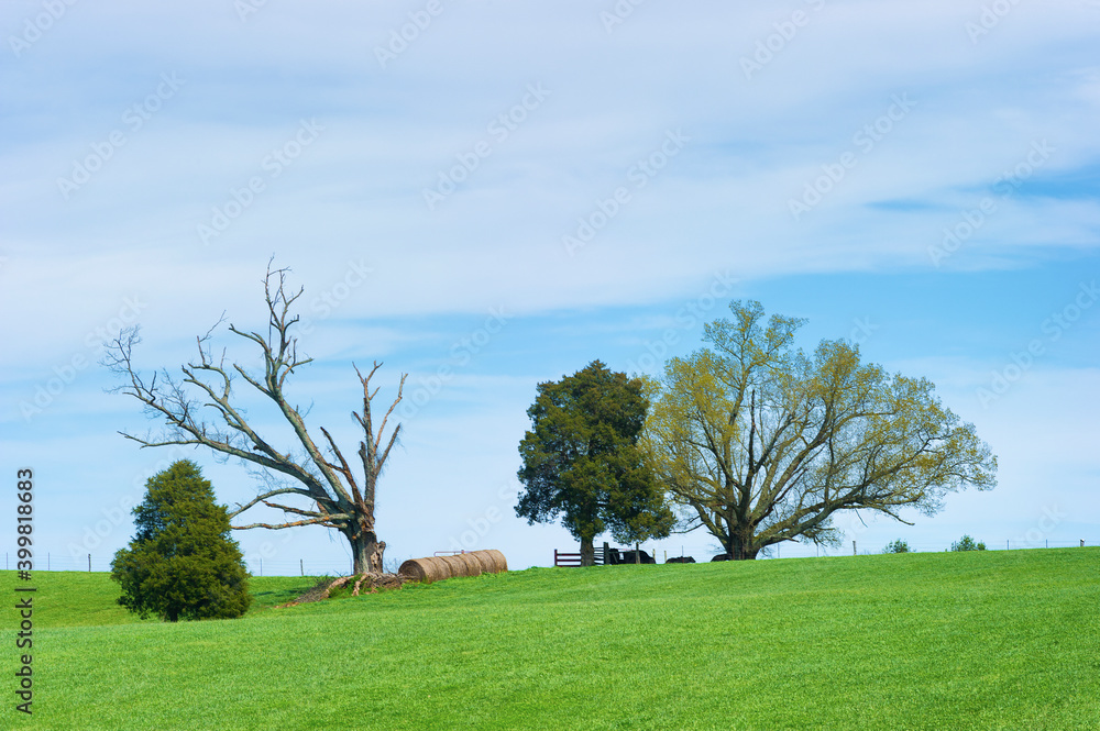 Agricultural hillside with trees in Tennessee Agricultural hillside with trees in Tennessee