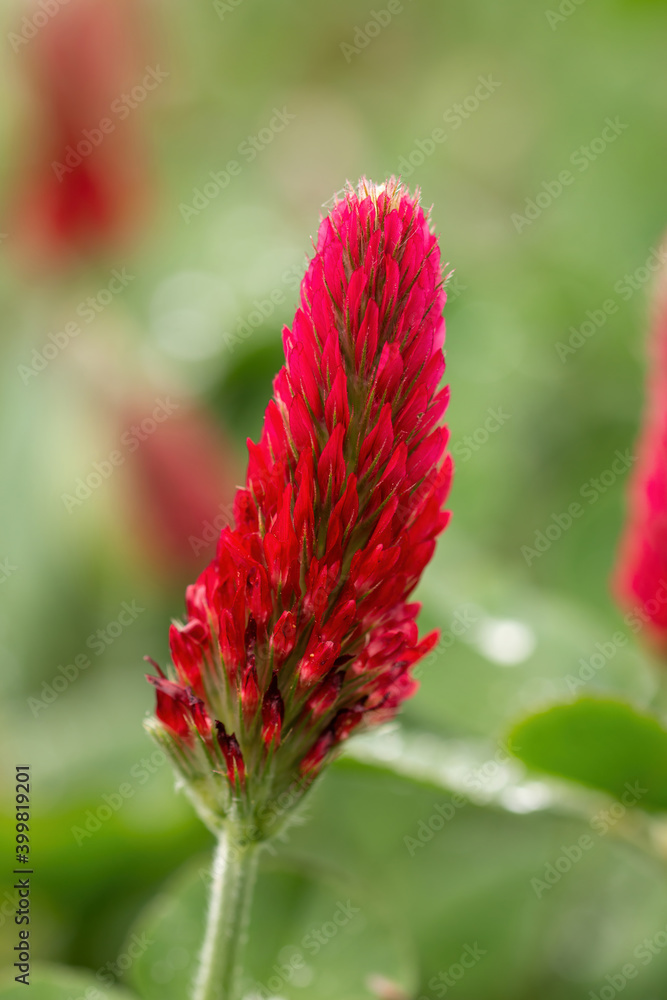 Red crimson clover blossom in the spring sunlight. (Trifolium incarnatum). Selective focus Red crimson clover blossom in the spring sunlight. (Trifolium incarnatum). Selective focus