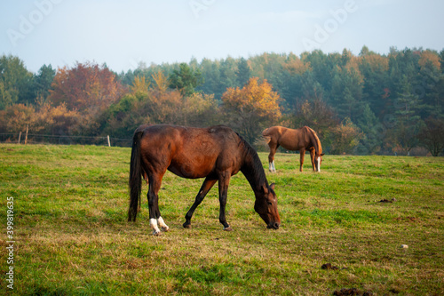 horse and foal