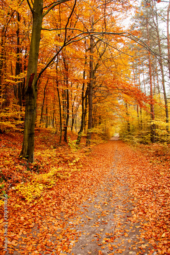 Obraz premium autumn in the park