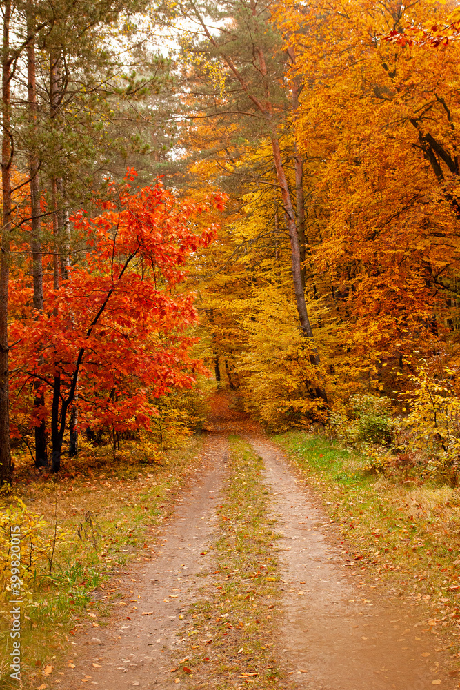 path in forest