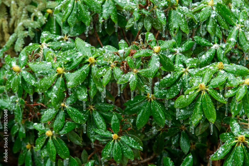 Freezing rain. Evergreens. Rhododendron in winter.