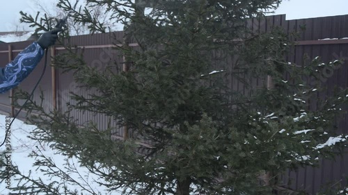 young woman cares for tree in winter yard, spraying spruce with liquid fertilizers or protective chemicals pesticides from insects, stock video footage in real time