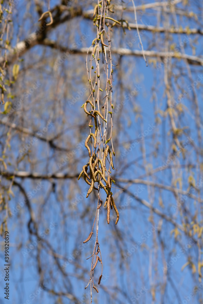 Obraz premium Common birch