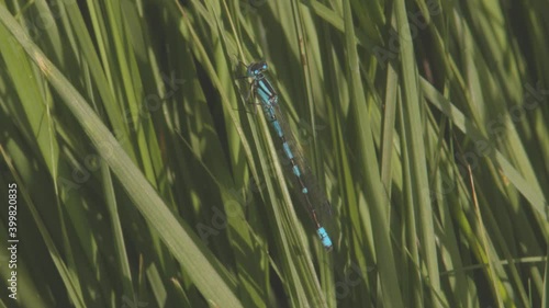 Male Common blue damselfly or Enallagma cyathigerum perched on a reef beside Loch Lubnaig in Scotland photo