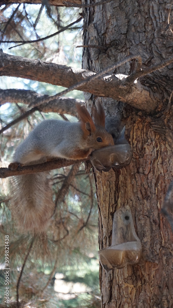 Fototapeta premium earing squirrel 