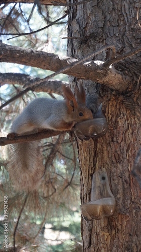 earing squirrel  